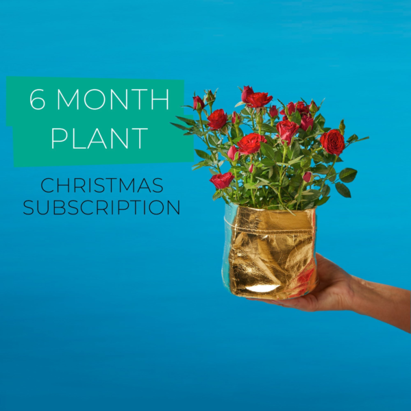 6 Month Plant Subscription Cheap Flowers by Post UK