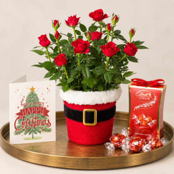 Santa Red Rose Gift